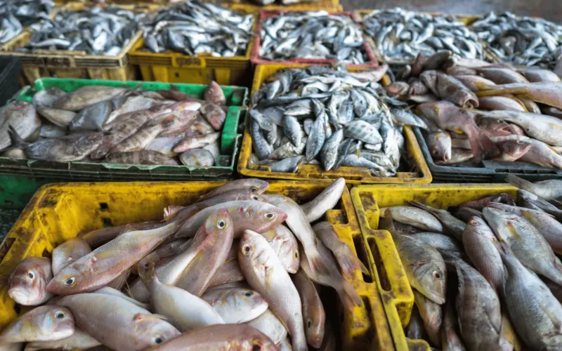 ارتفاع أسعار السمك والجمبري اليوم الأحد 14 ديسمبر 2025 وتأثيره على سوق الغذاء المحلي